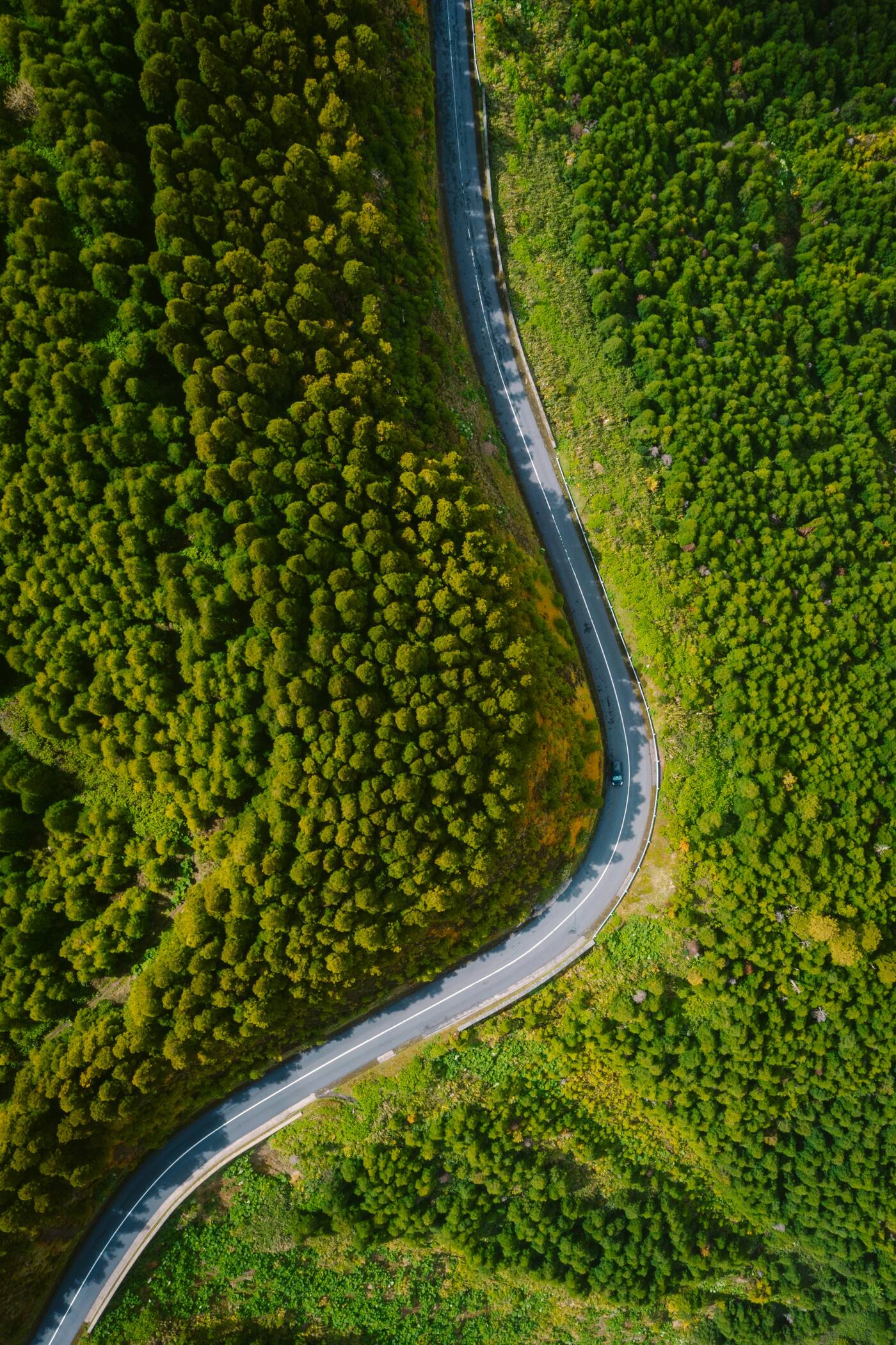 Estrada a atravessar a floresta, vista aérea, Açores